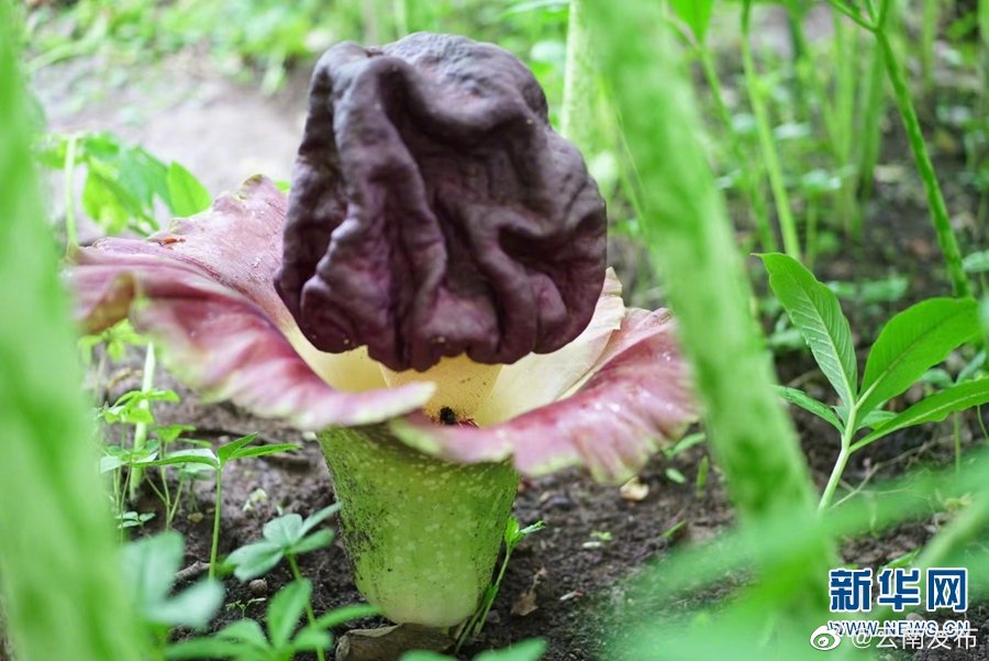 “云南发布”微博