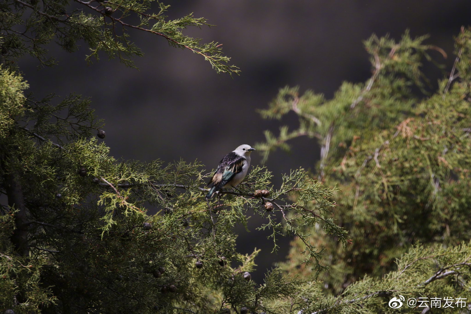 “云南发布”微博