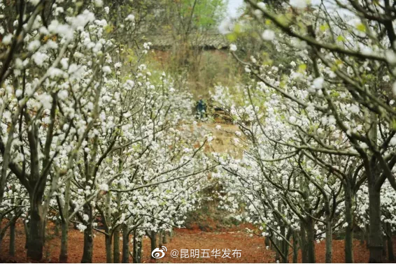 “昆明五华发布”微博