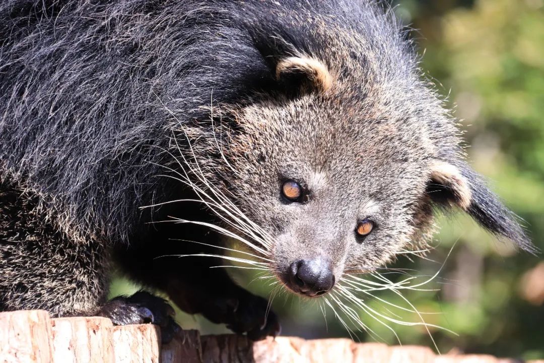 云南野生动物园