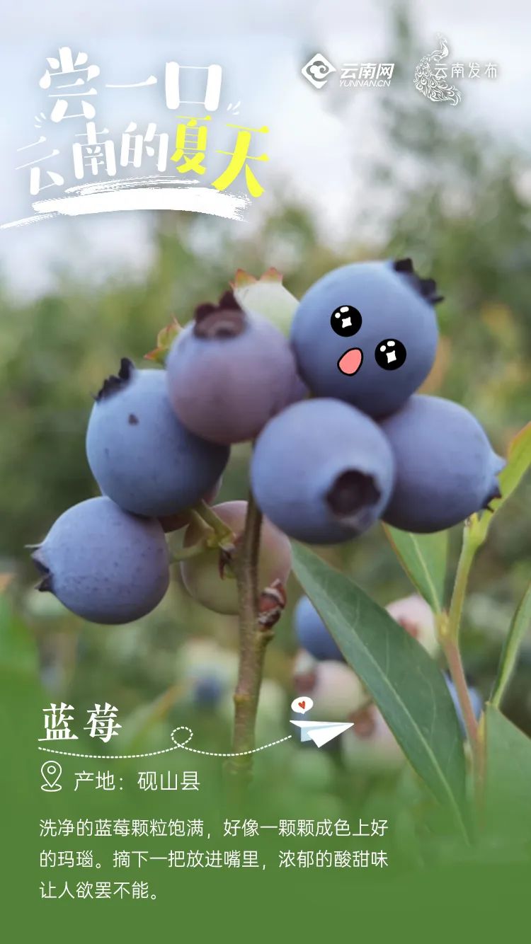 云南信息报