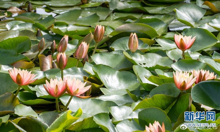 “云南发布”微博