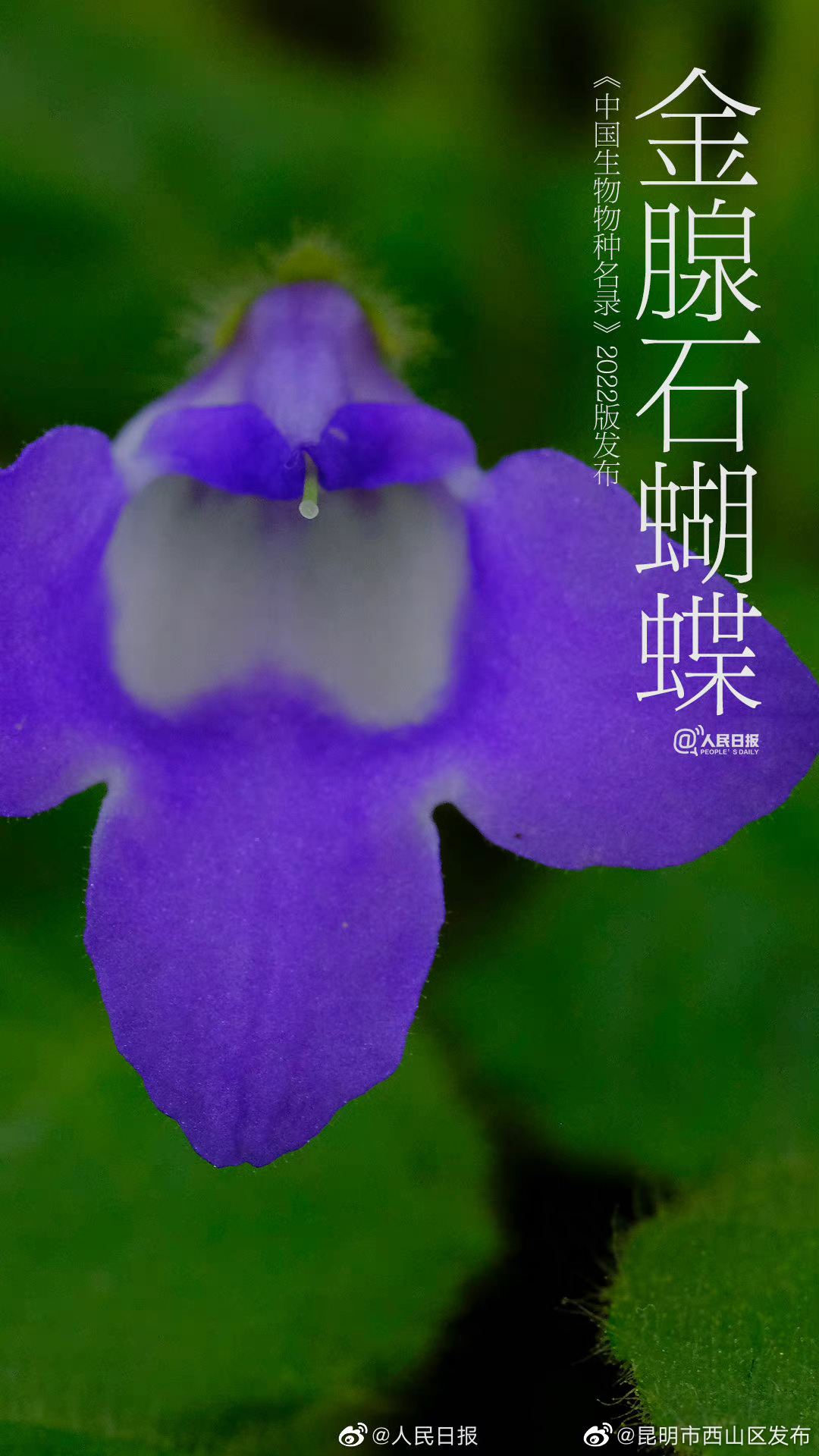 昆明市西山区发布