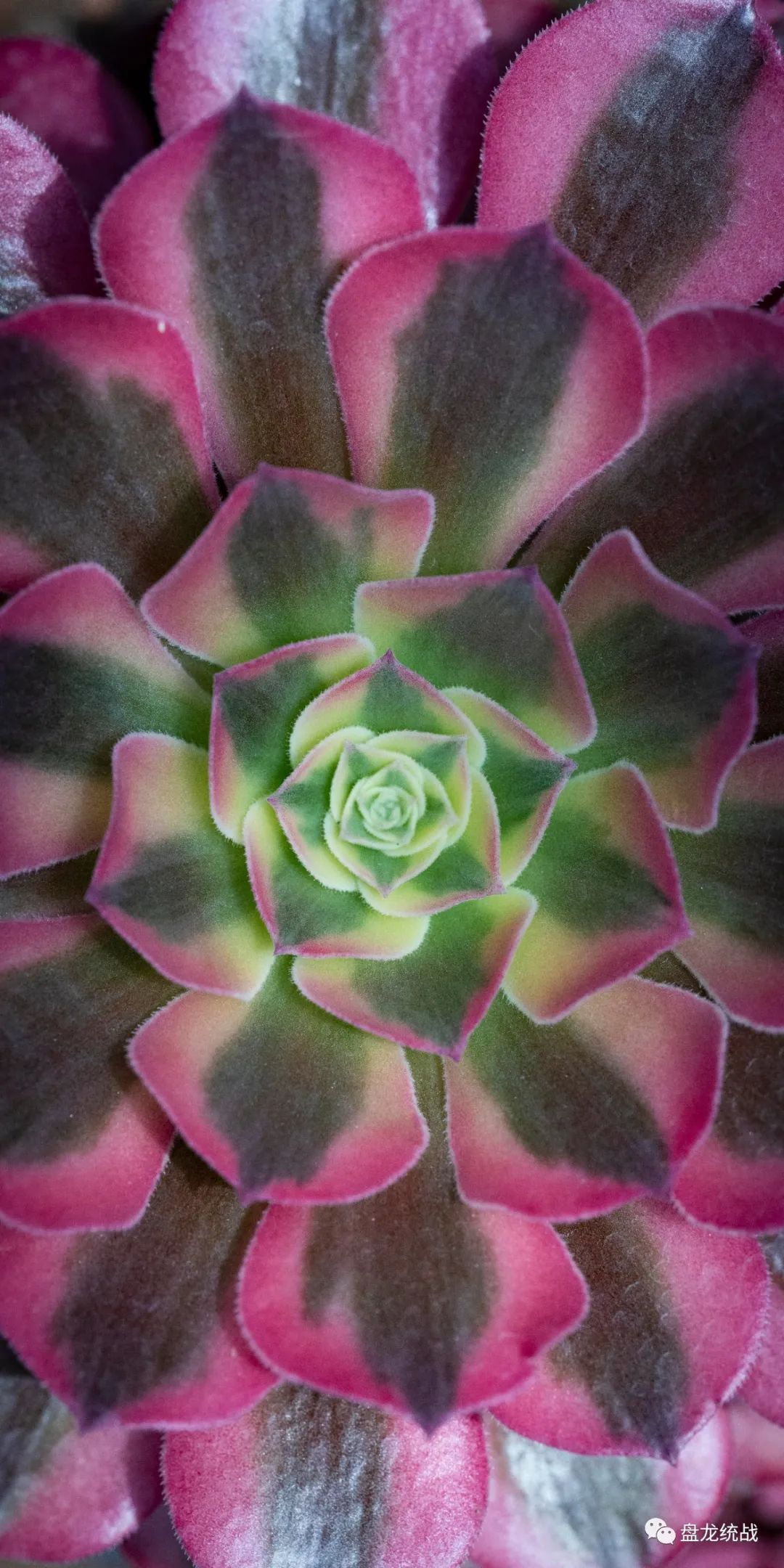 盘龙统战(微信)