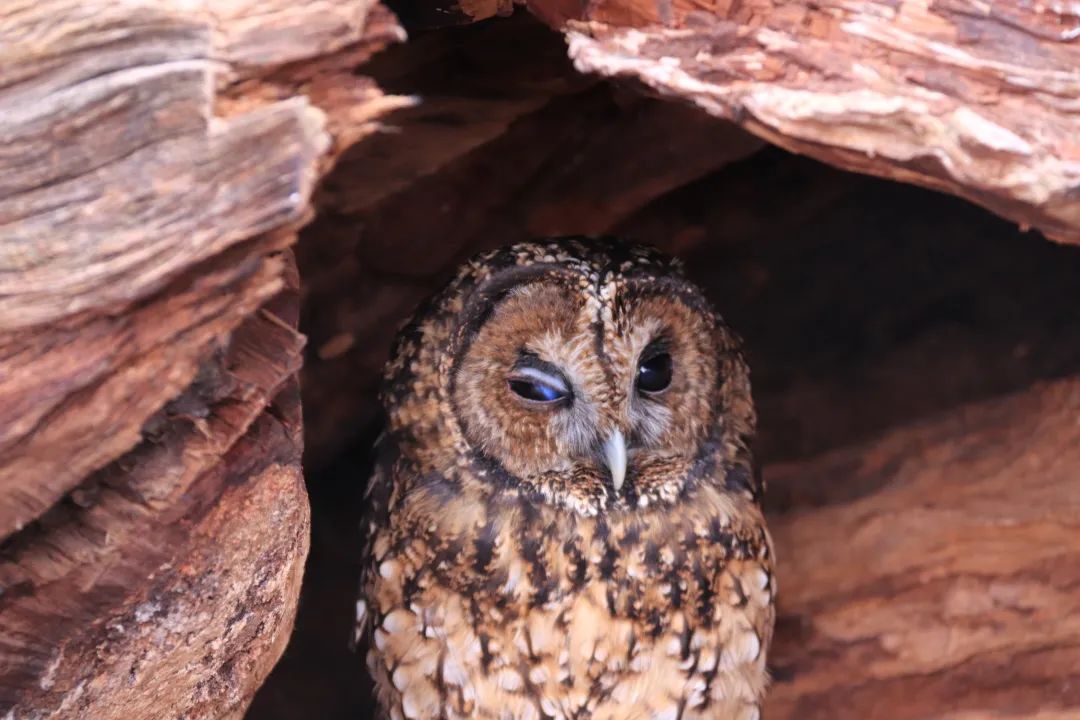 云南野生动物园