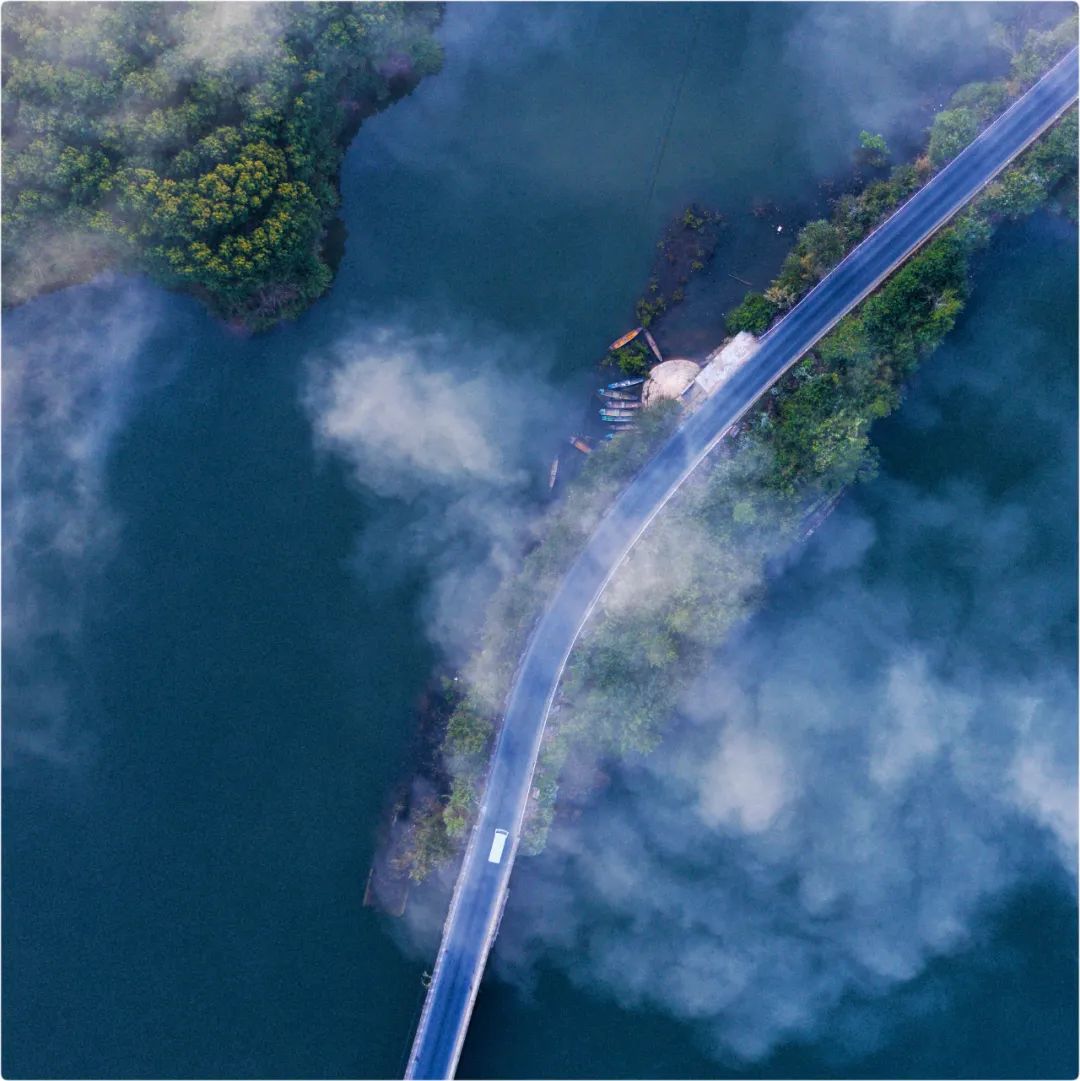 西双版纳望天树景区