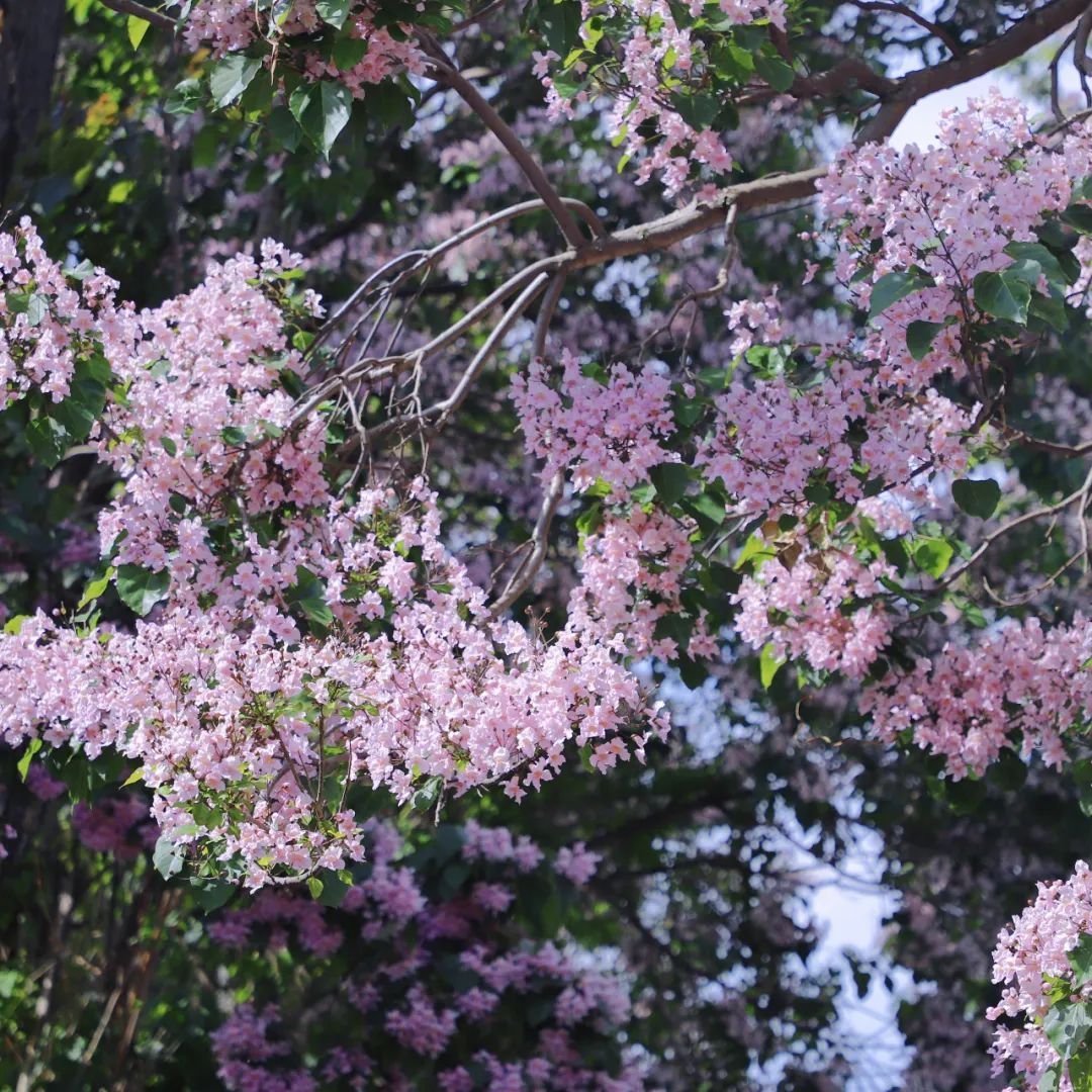 云南省文化和旅游厅