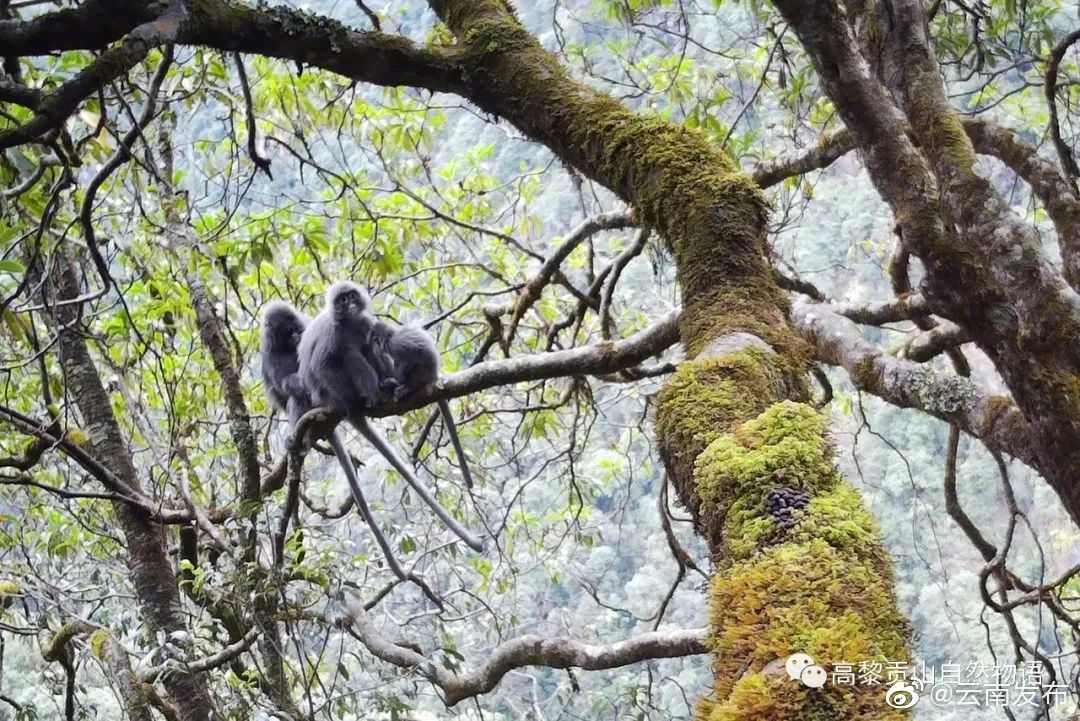 “云南发布”微博