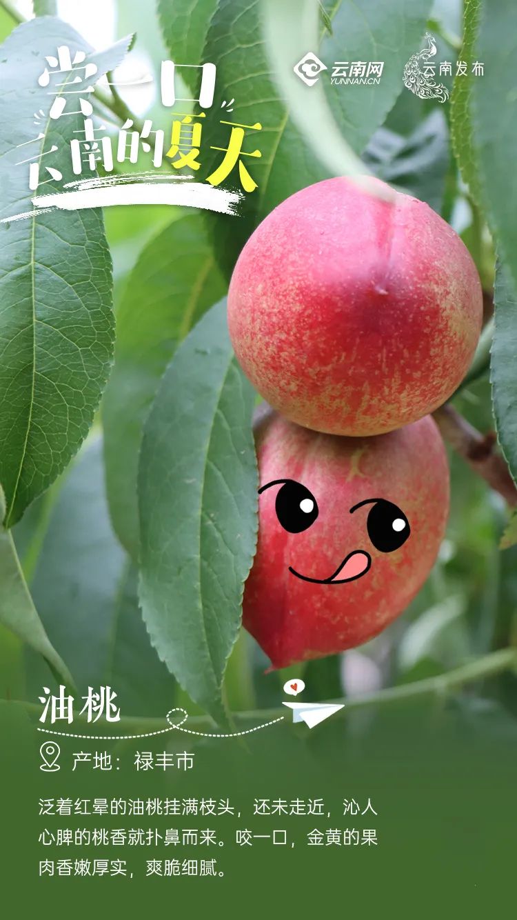 云南信息报