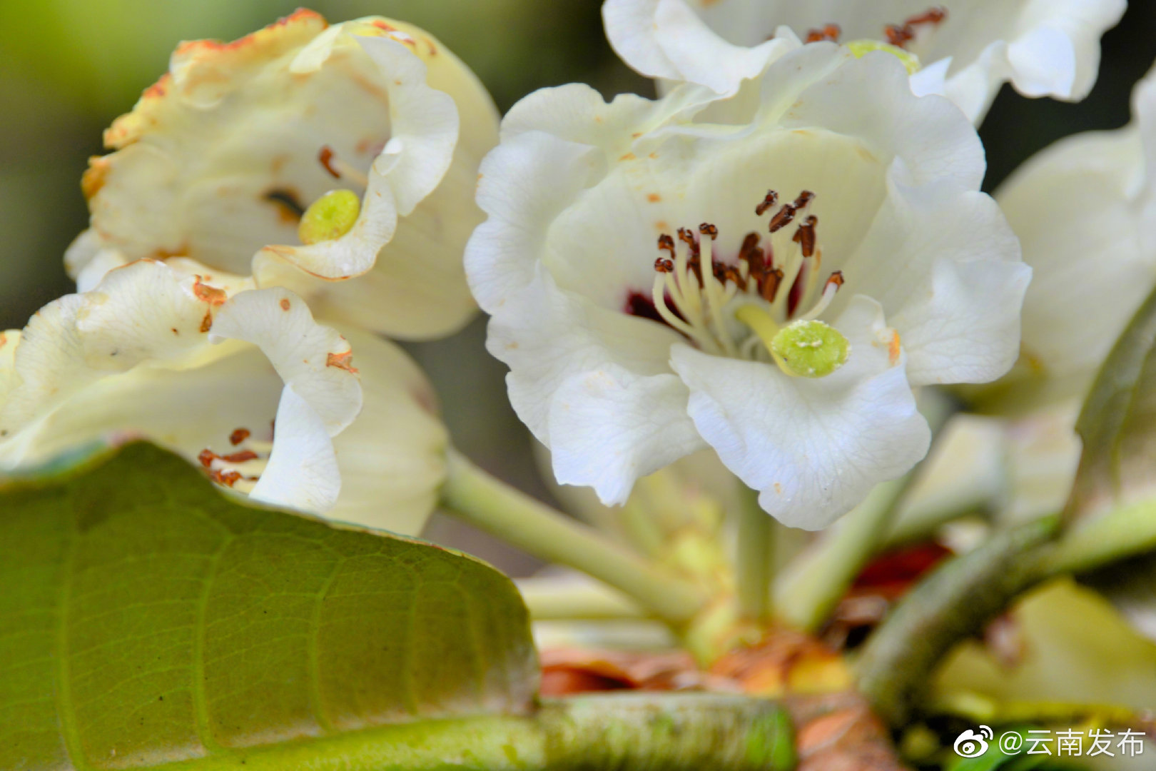 “云南发布”微博