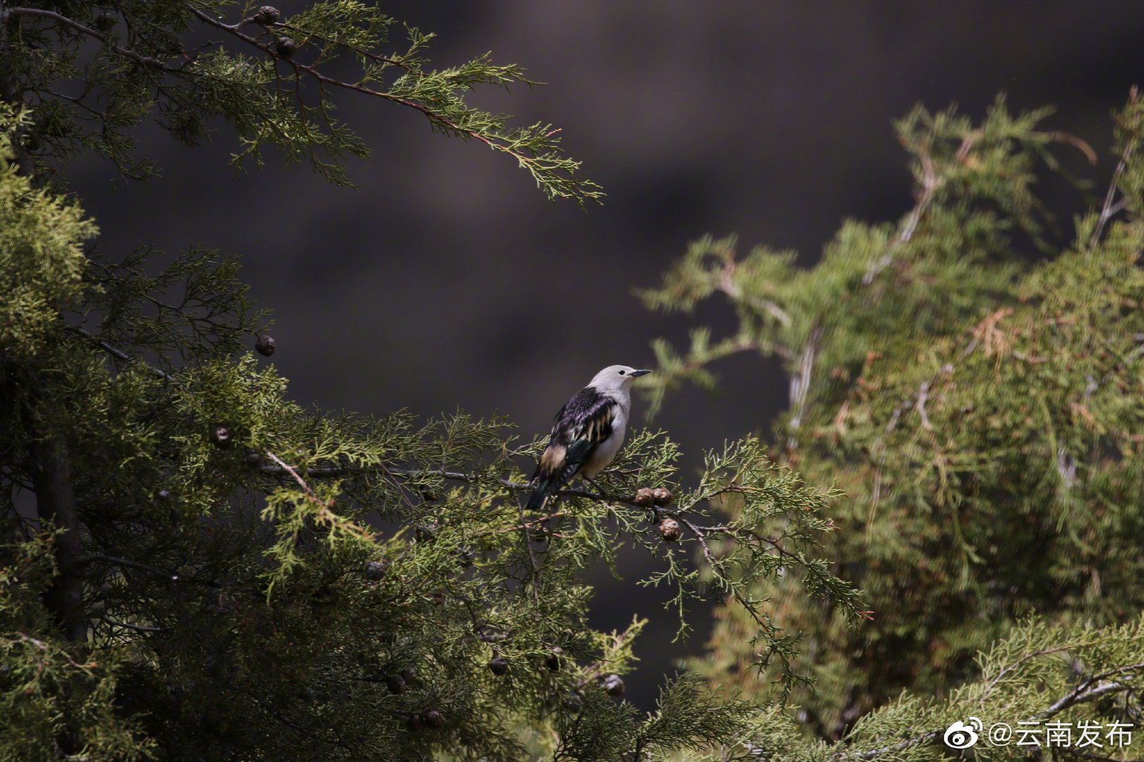 “云南发布”微博