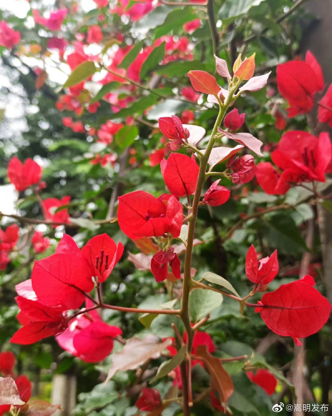 嵩明县未来24小时天气预报