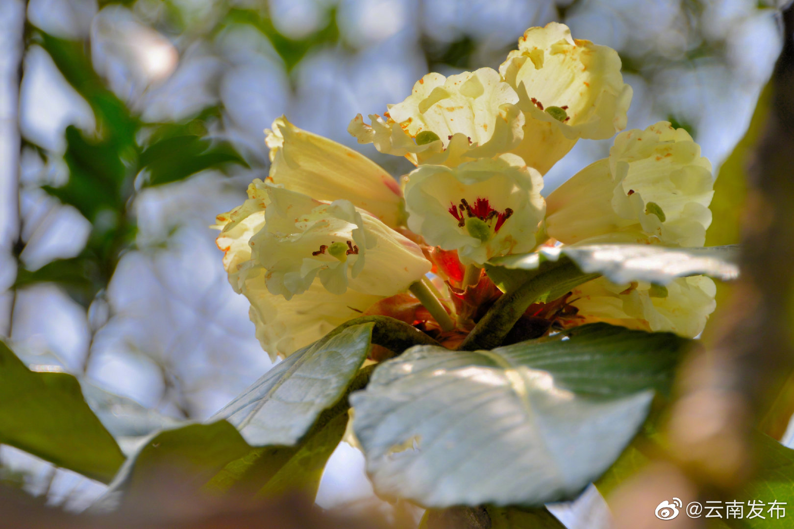 “云南发布”微博