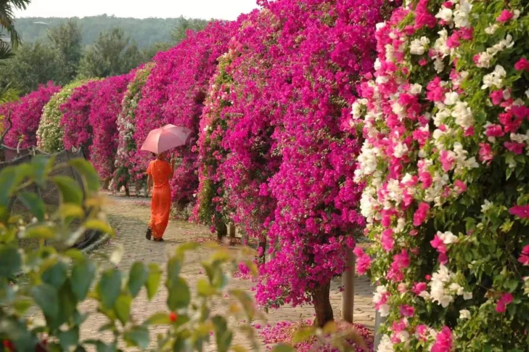 昆明信息港/cnkmxxg