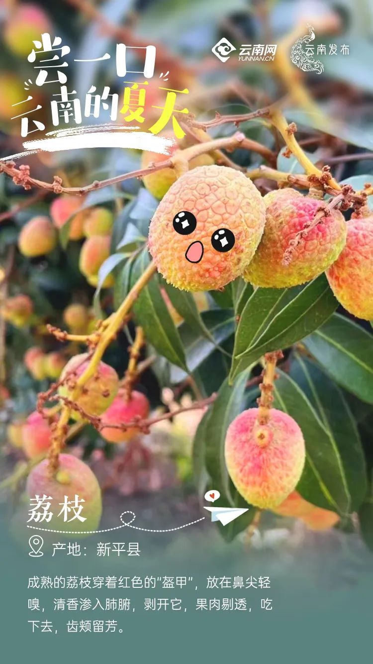 云南信息报