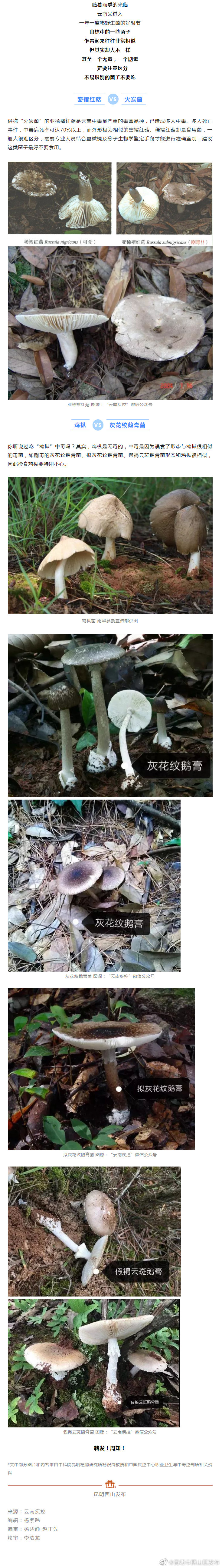 谨慎食用！这些“撞脸”的野生菌你能分清吗？