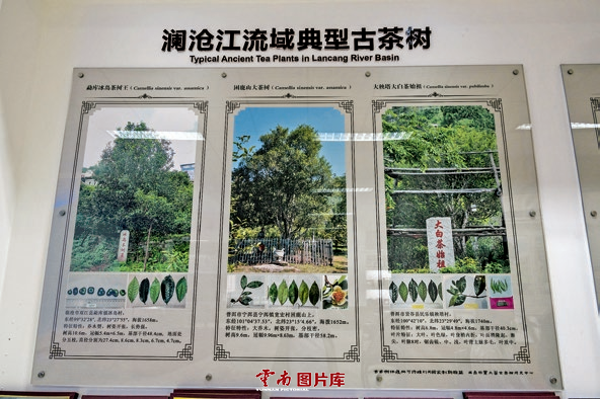云南信息报
