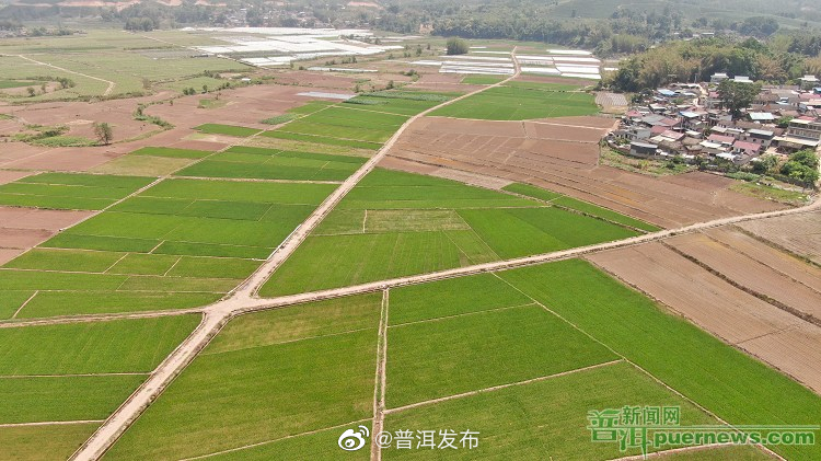 景谷县全力做好粮食生产和耕地保护工作