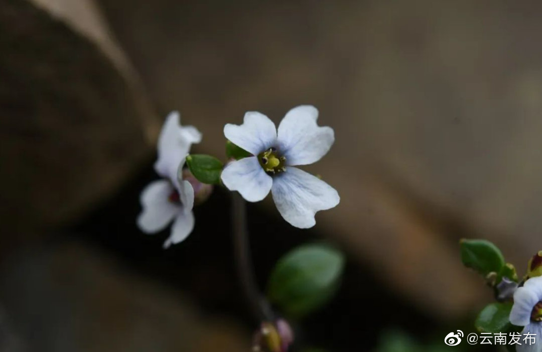 “云南发布”微博