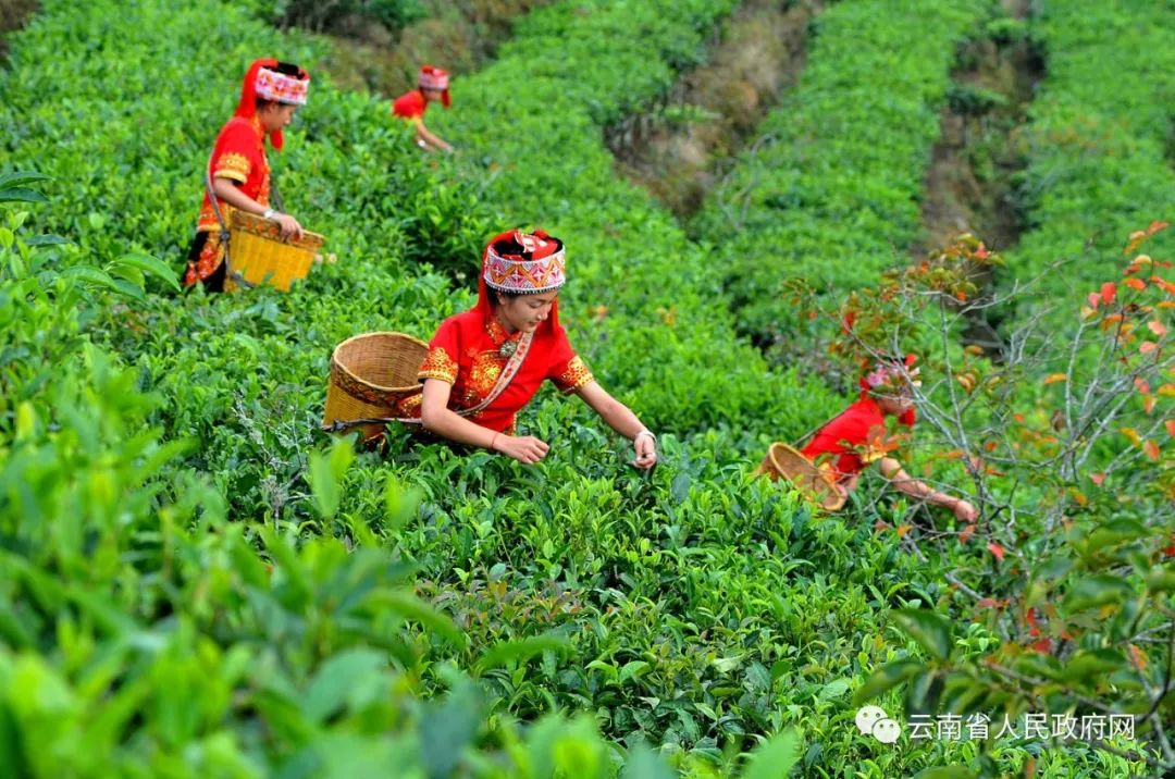 云南省人民政府网