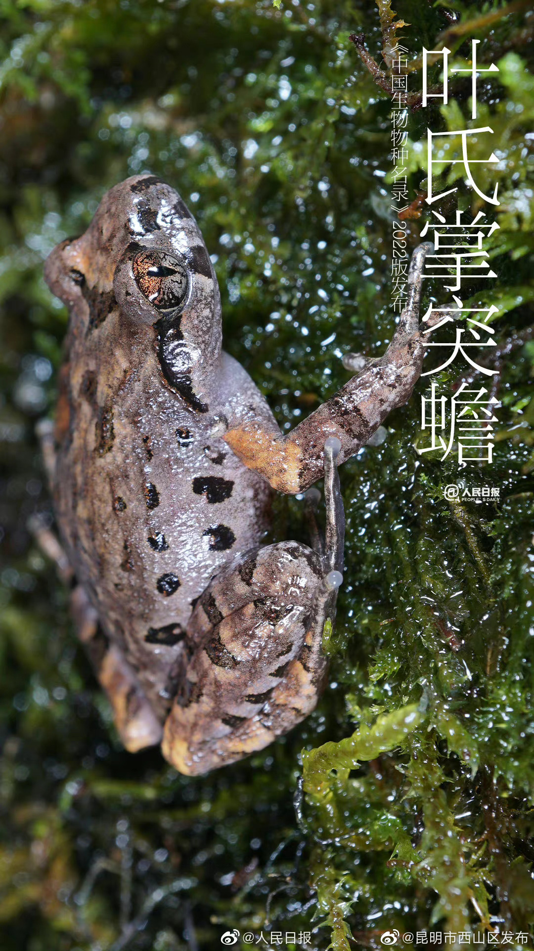 昆明市西山区发布