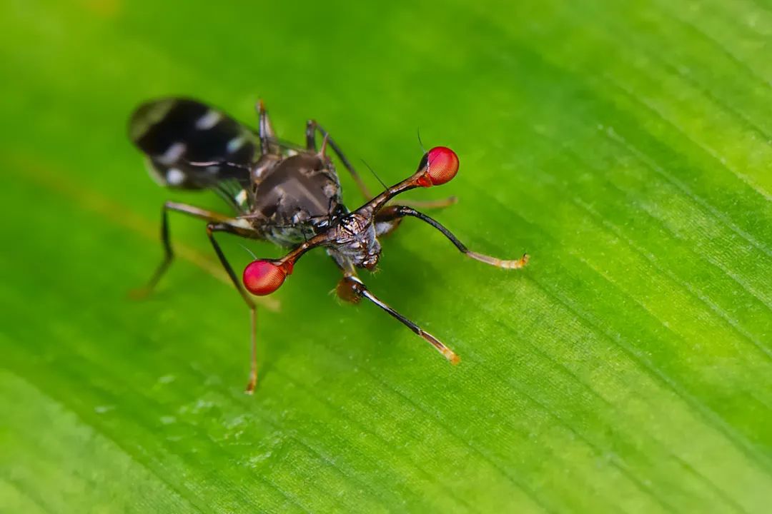 西双版纳望天树景区