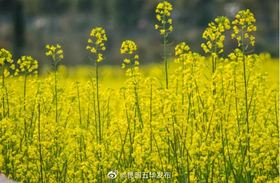 “昆明五华发布”微博