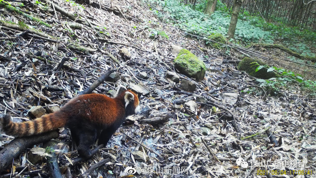 高黎贡山伙食好，小熊猫长成“浑圆侠”