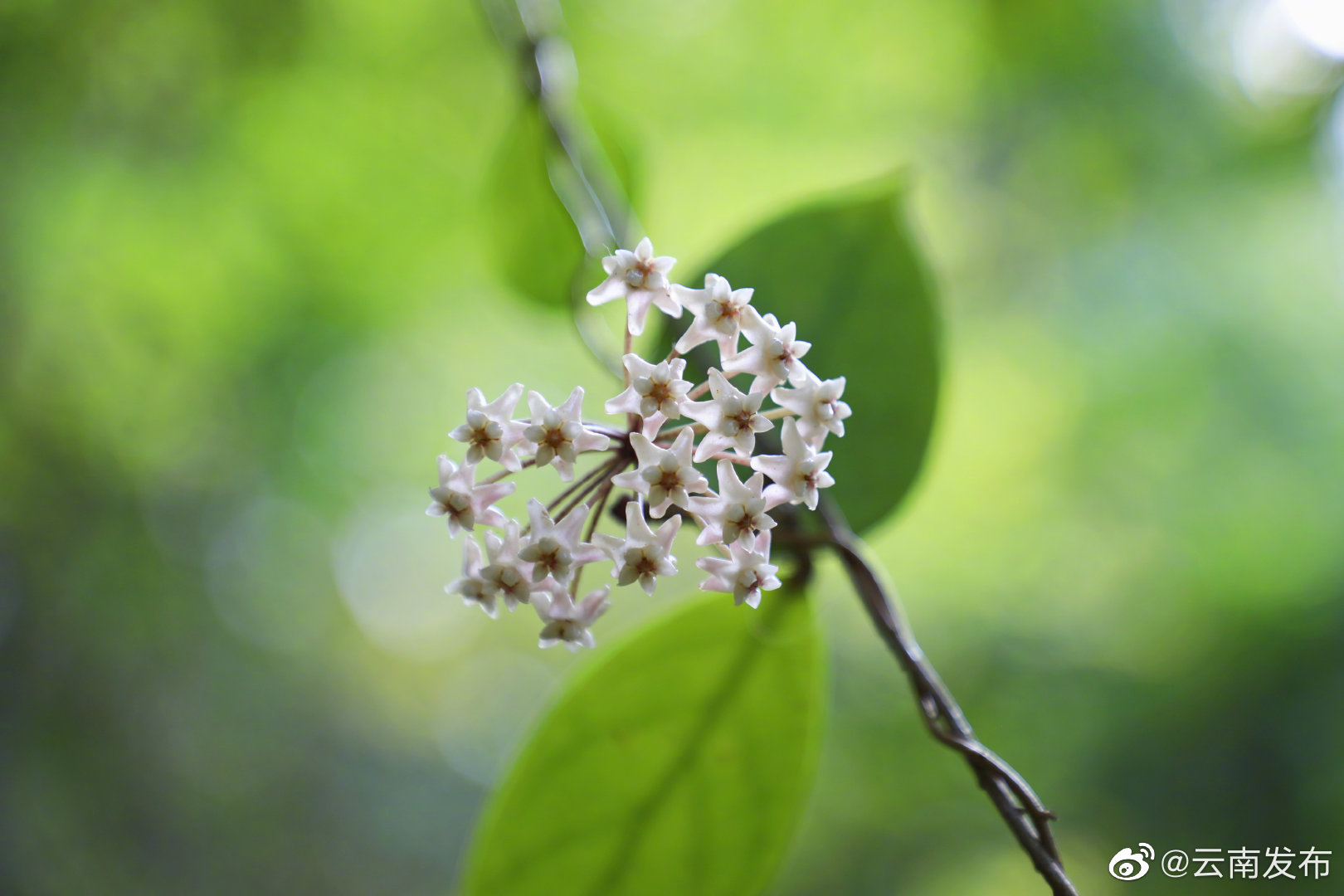 “云南发布”微博