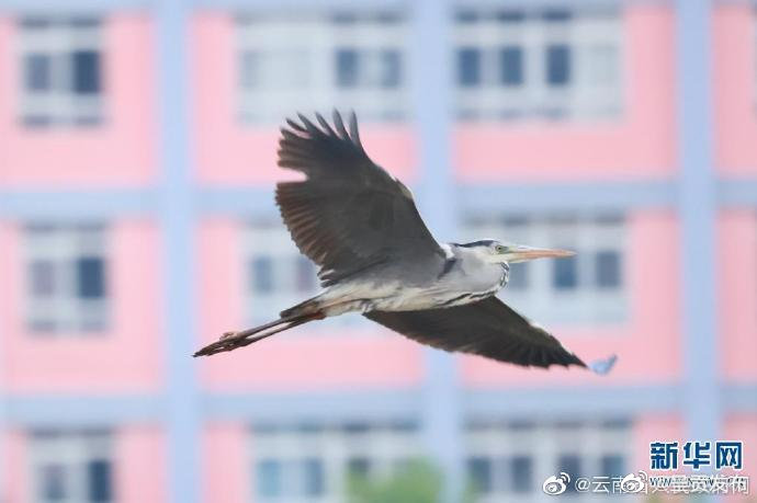 呈贡发布