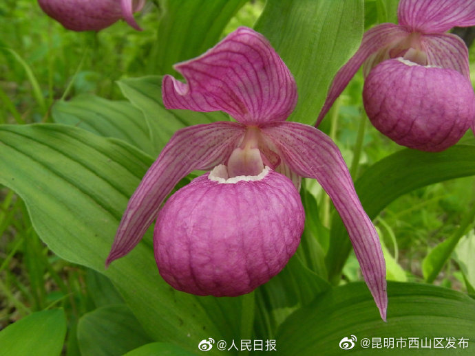 昆明市西山区发布