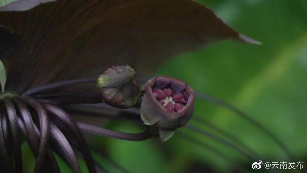 “云南发布”微博