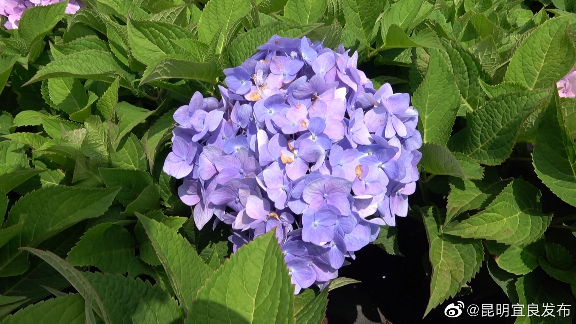 “昆明宜良发布”微博