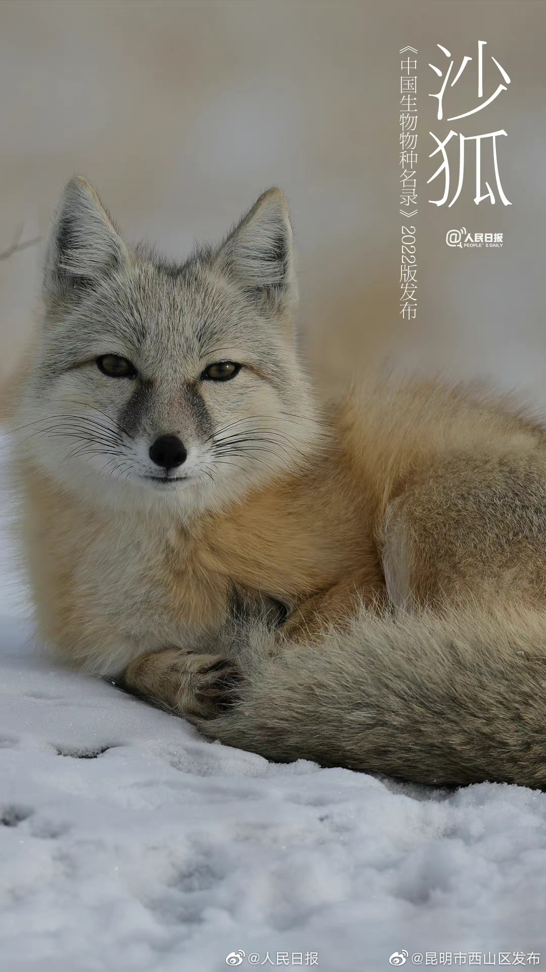 昆明市西山区发布