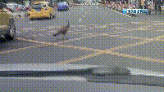 春城晚报