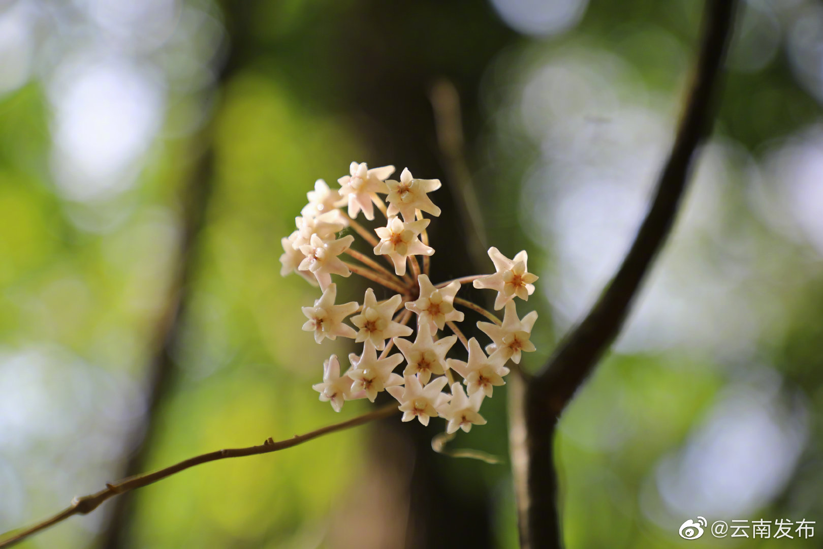 “云南发布”微博