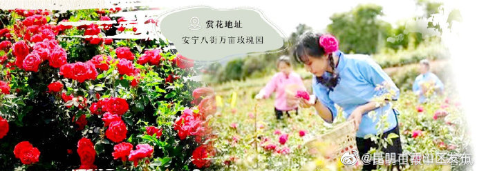 昆明市西山区发布