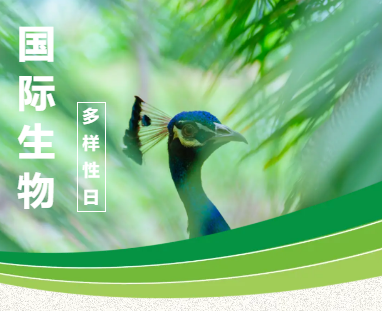 西双版纳望天树景区