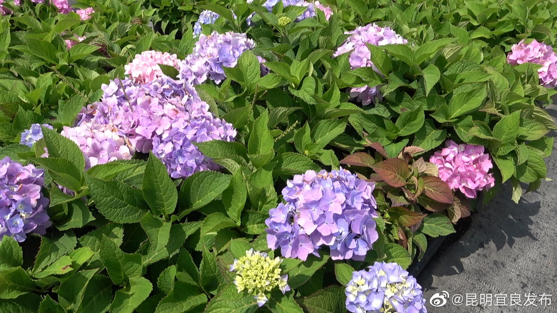 “昆明宜良发布”微博