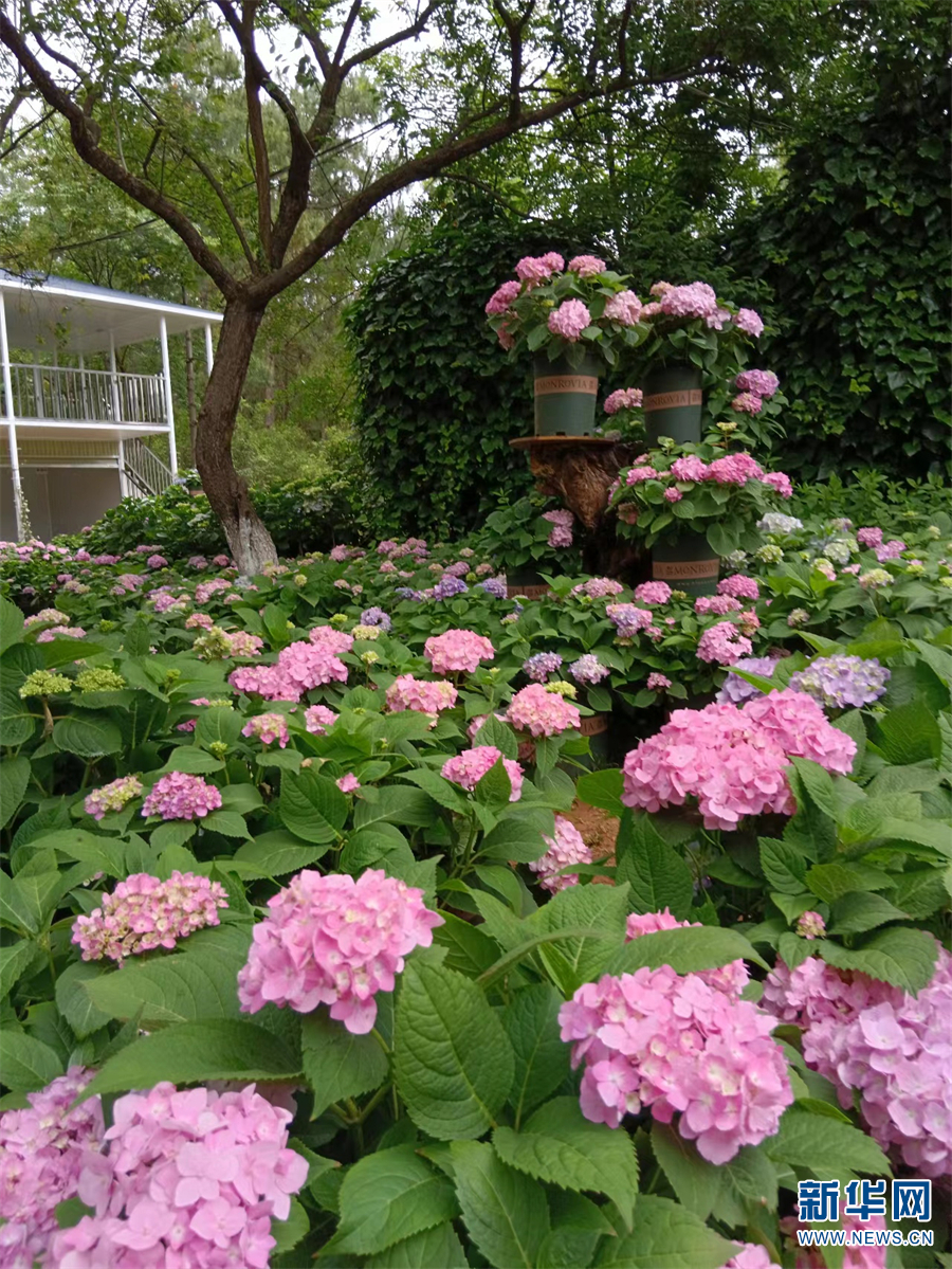 新华网云南频道