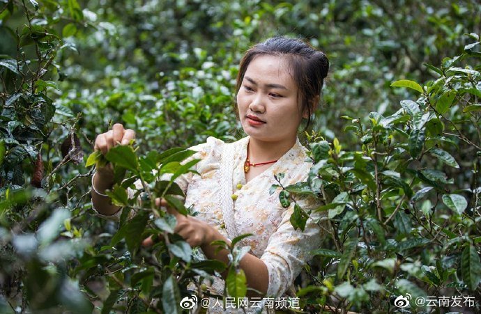 “云南发布”微博