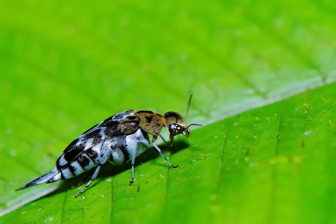 西双版纳望天树景区
