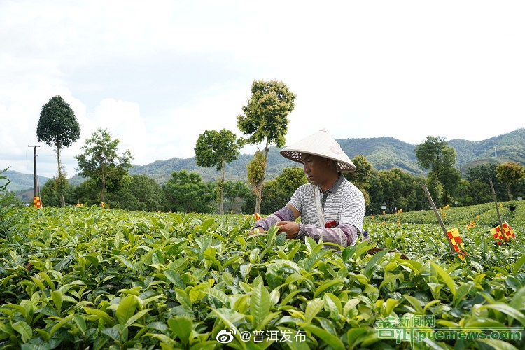 全国首单有机茶叶综合收益保险在普洱落地