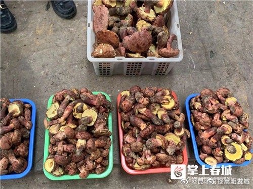 嵩明发布
