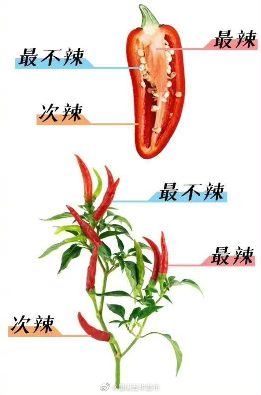 辣椒的哪个部位最辣 