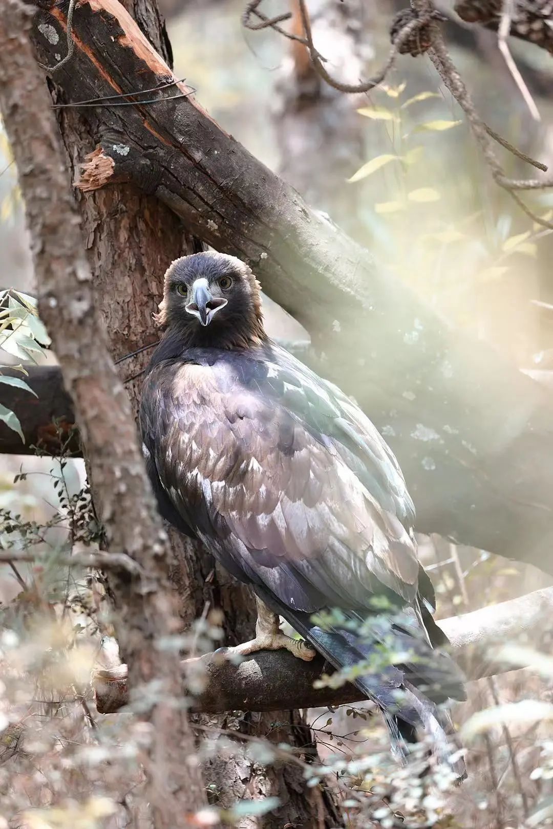 云南野生动物园