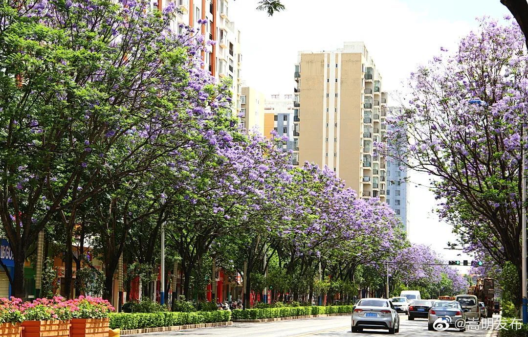 嵩明发布