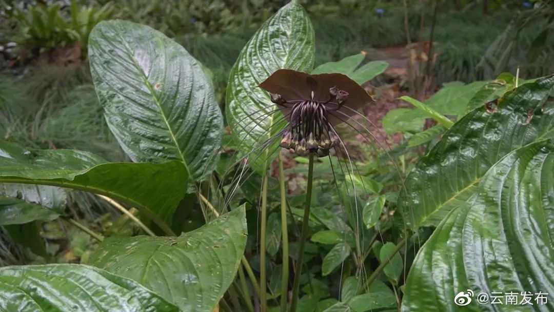 “云南发布”微博