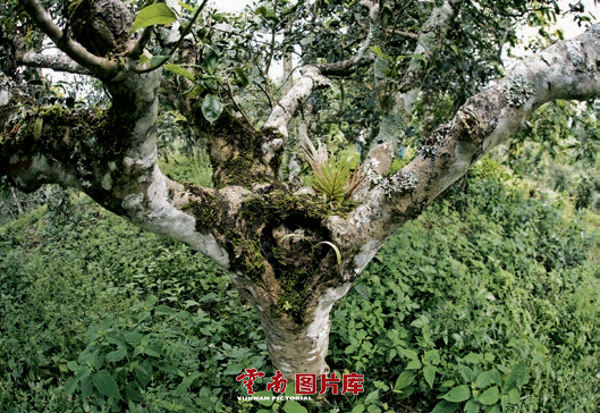 云南信息报