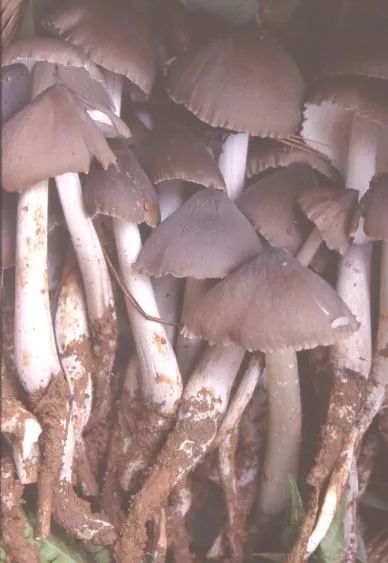 玉溪发布